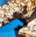 Smore brownie2.webp